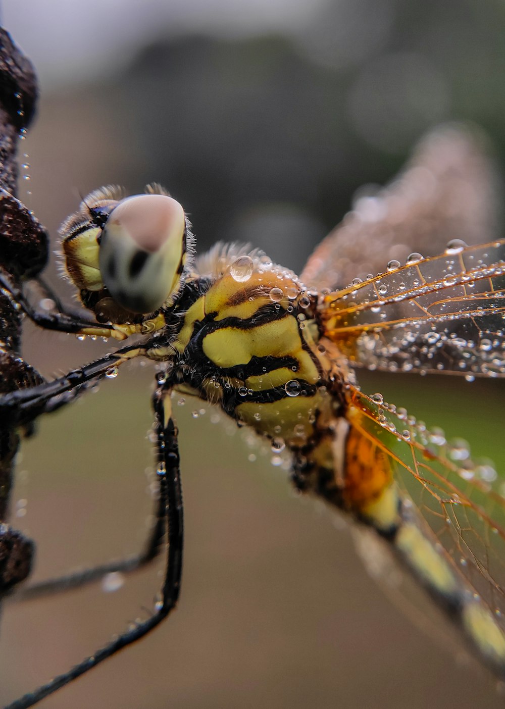 a close up of a yellow and black insect