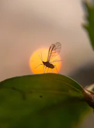 mosquito uodai uodas apsauga repelentai kanda jautri oda niezti naturali kosmetika eteriniai aliejai