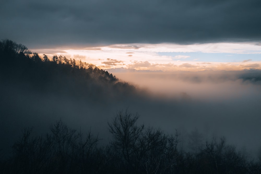 a foggy forest with trees in the foreground