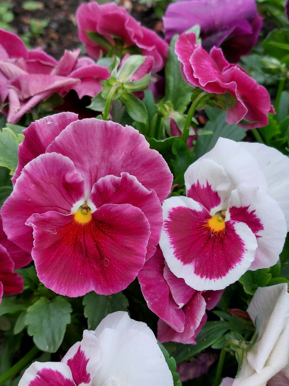 a close up of a bunch of flowers