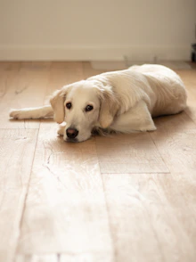 a white dog laying on a hard wood floor