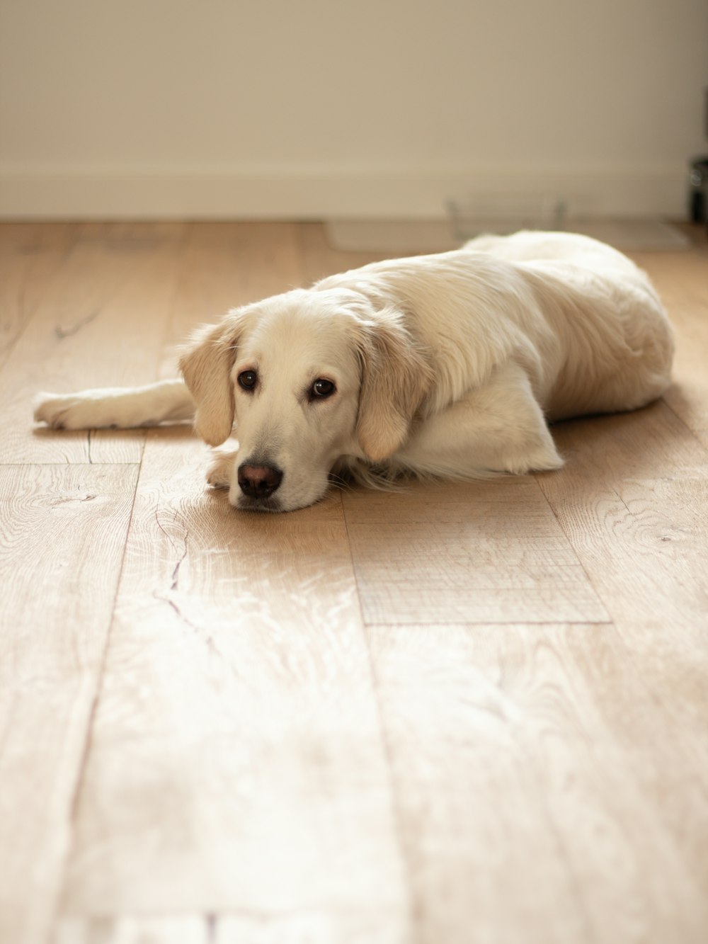 a white dog laying on a hard wood floor