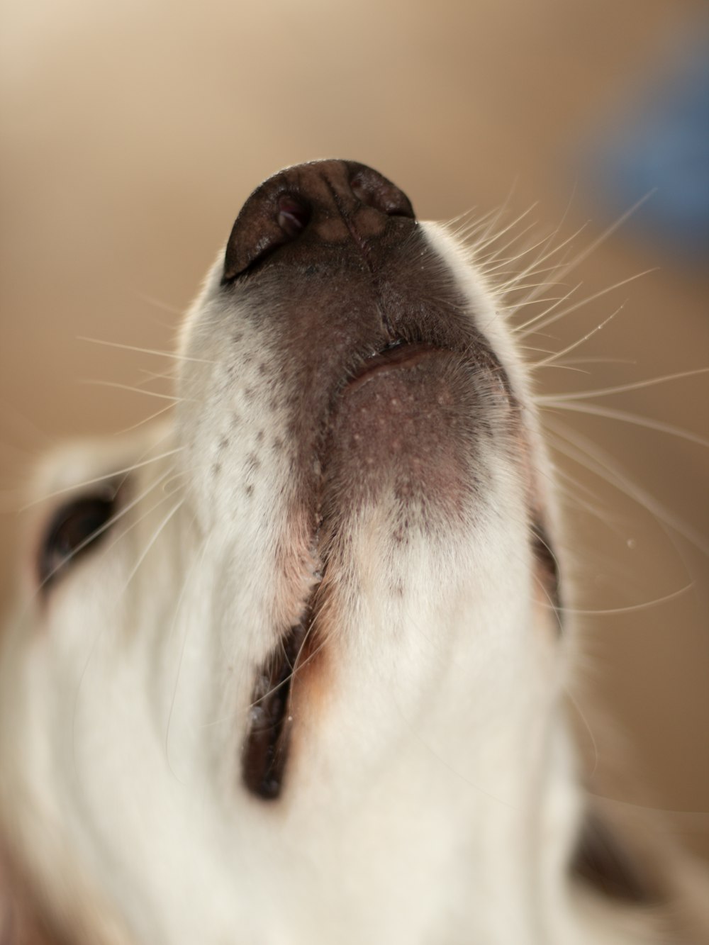 a close up of a dog's nose with it's eyes closed