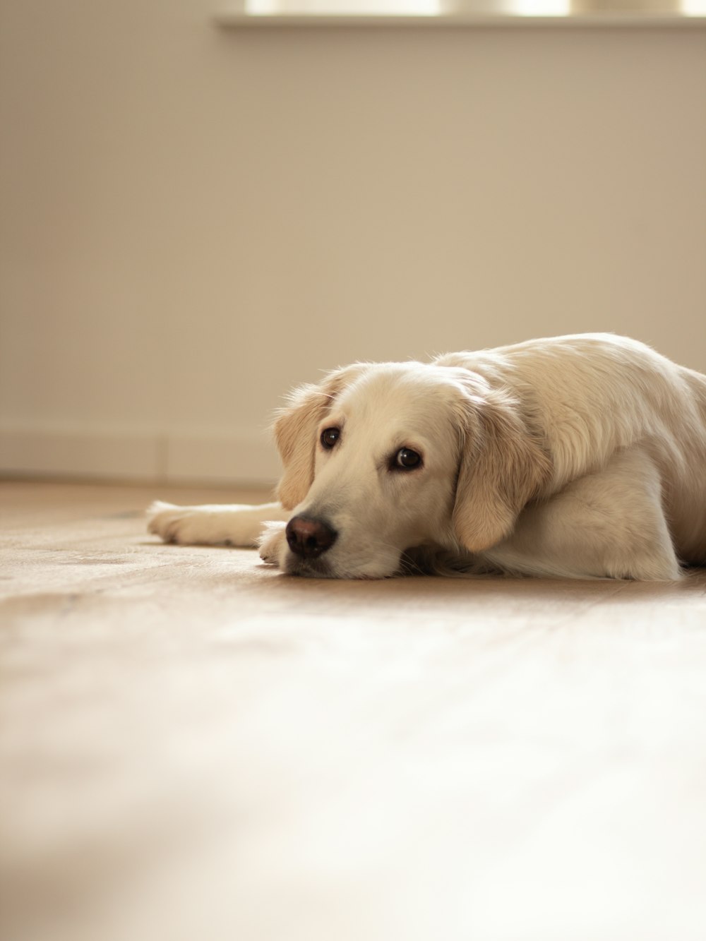 a large white dog laying on the floor