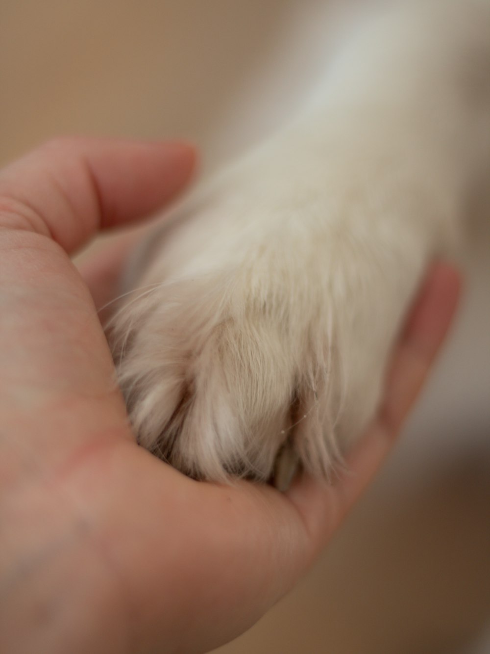 a close up of a person holding a dog's paw