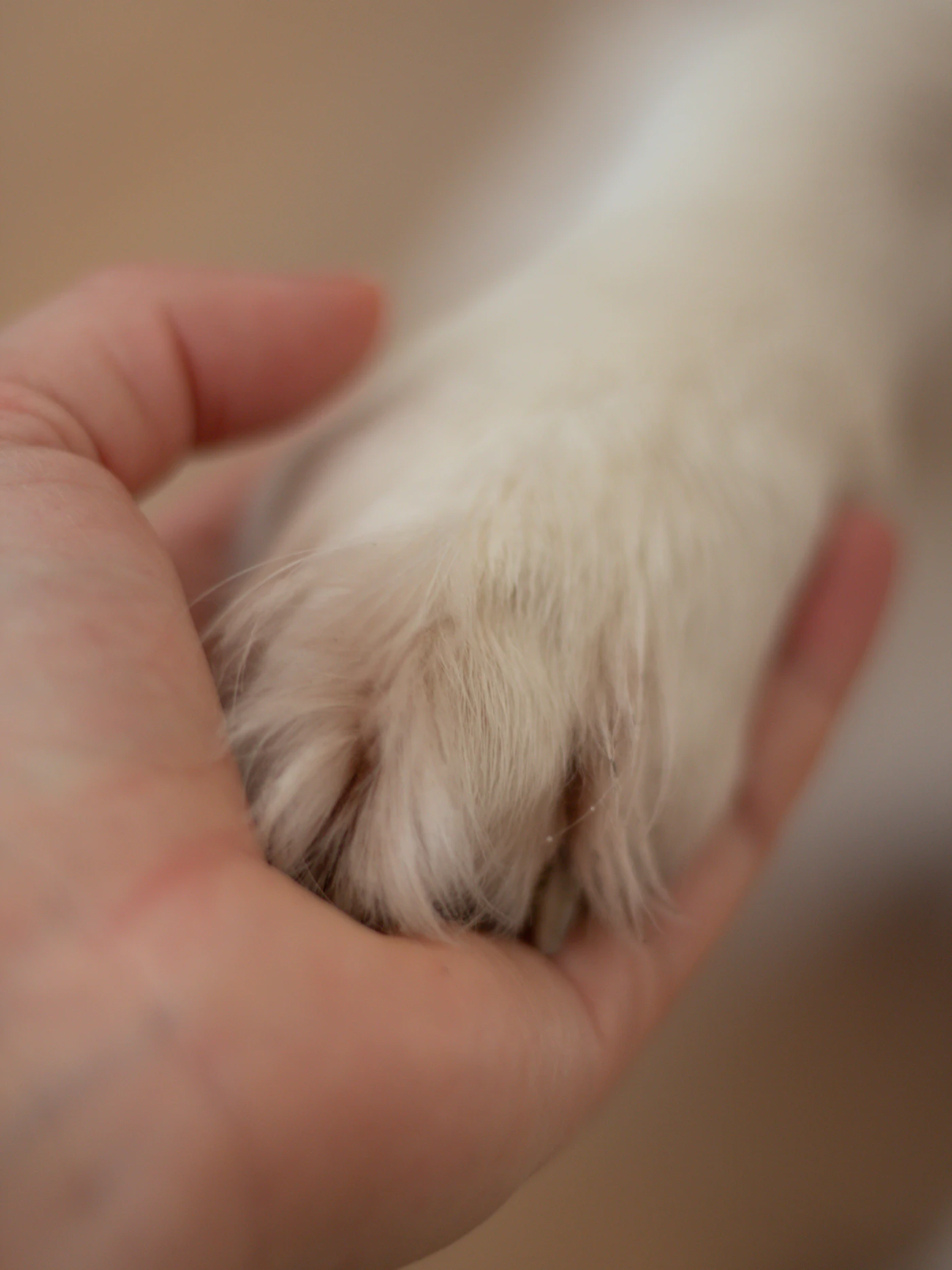A person gently holding a dog's paw as a pet loss memorial image