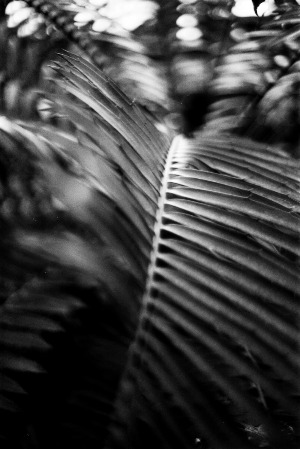 a black and white photo of a leaf