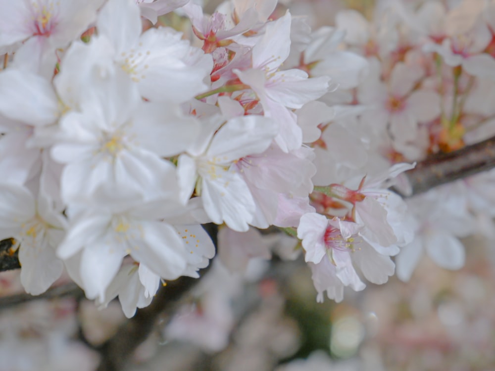 a bunch of white flowers on a tree