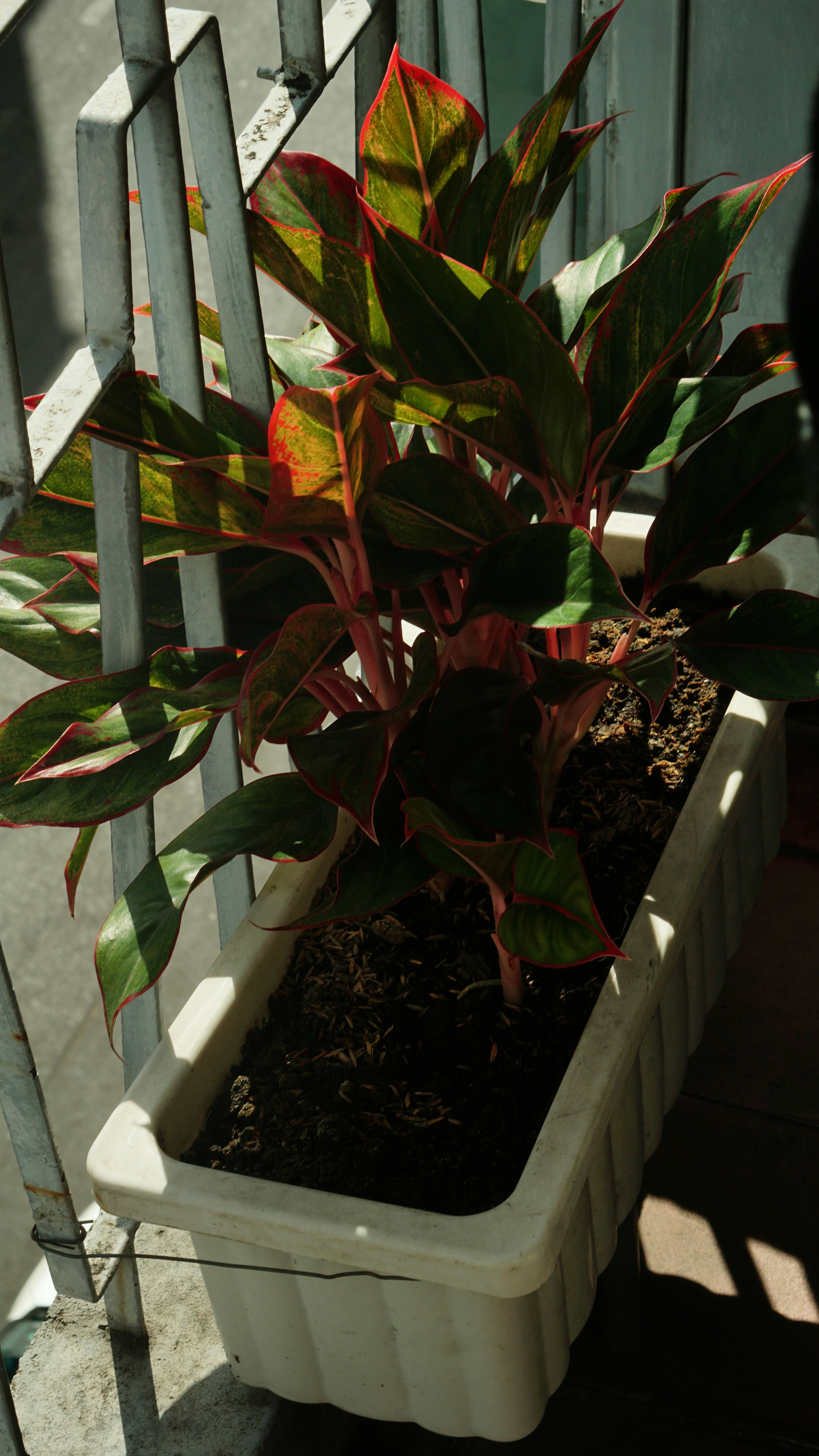 a potted plant sitting on top of a wooden bench