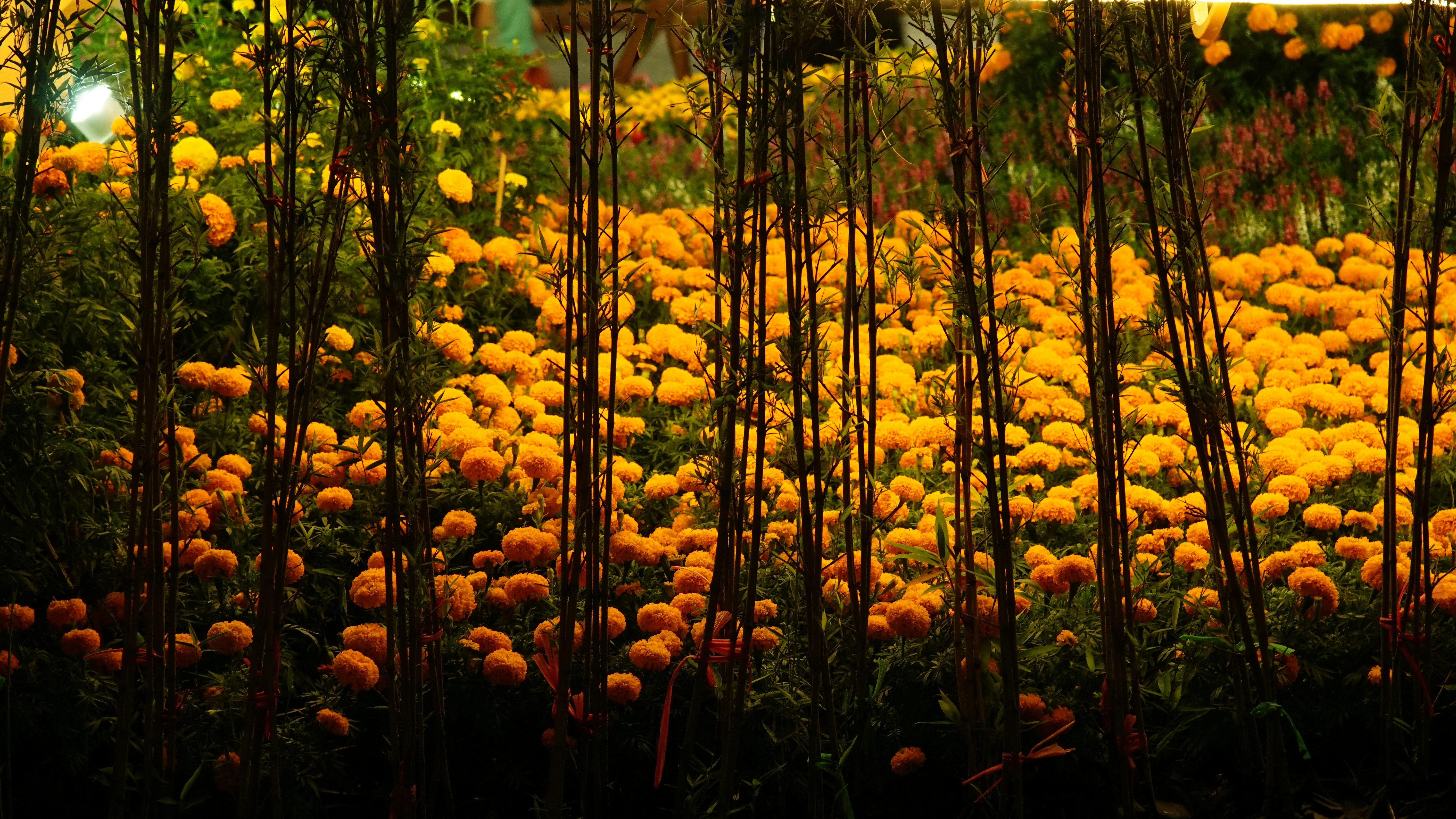 a field full of yellow flowers next to a forest