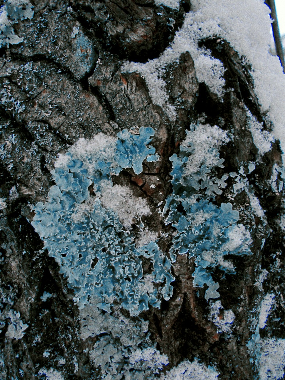 a close up of a tree with snow on it