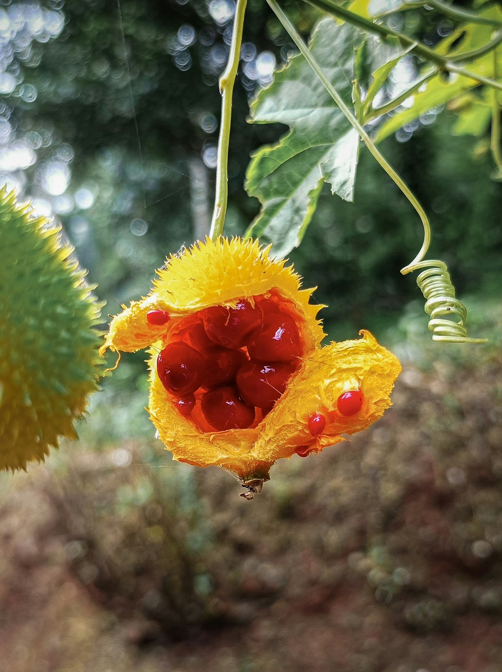 a close up of a flower on a tree