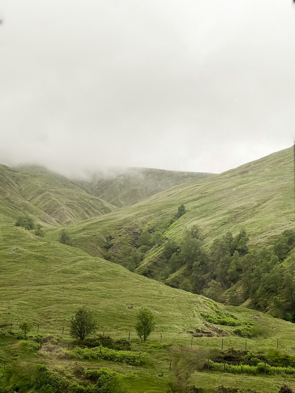 a lush green hillside covered in lots of trees