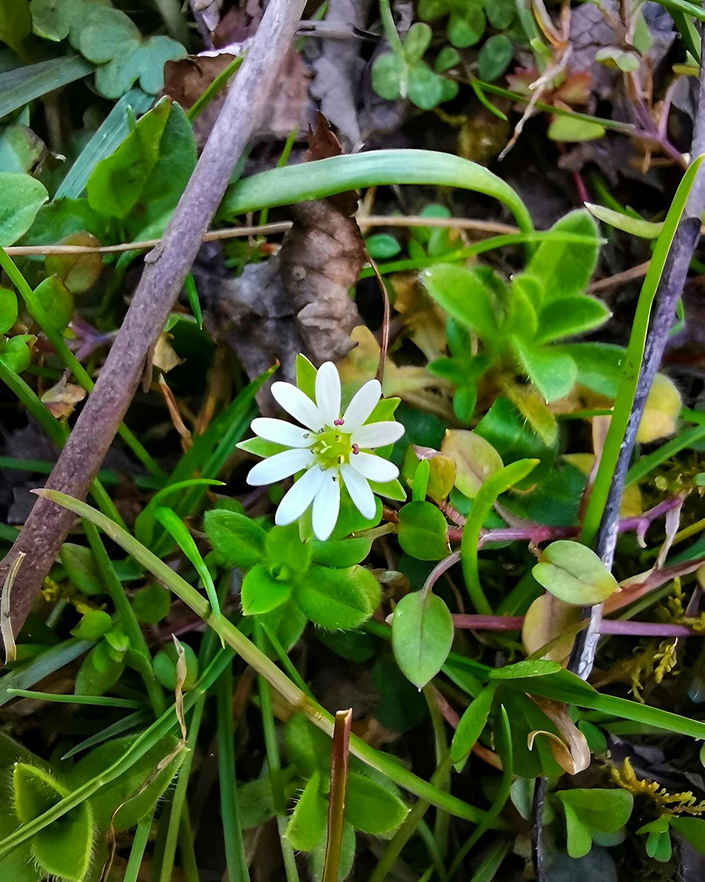무성한 녹색 들판 위에 앉아있는 작은 흰색 꽃