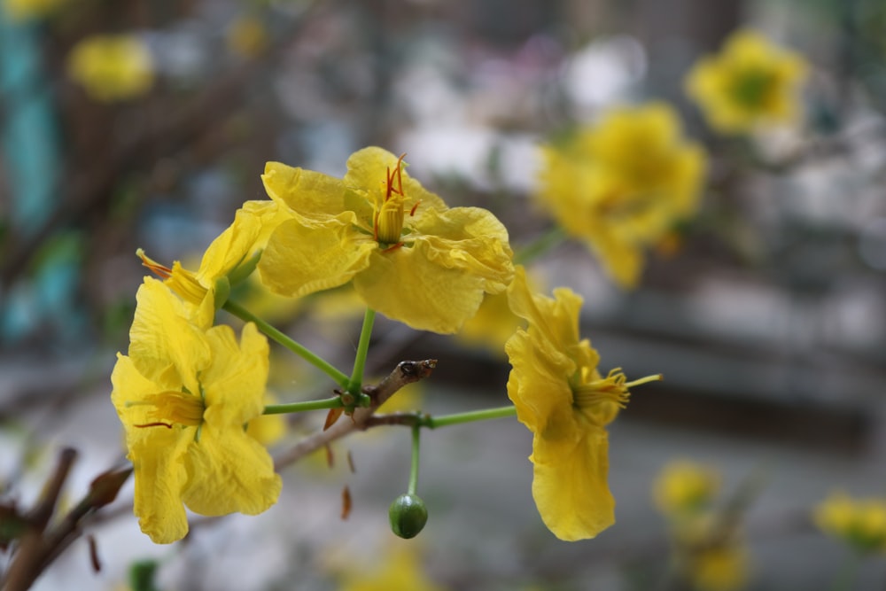 a bunch of yellow flowers that are on a branch