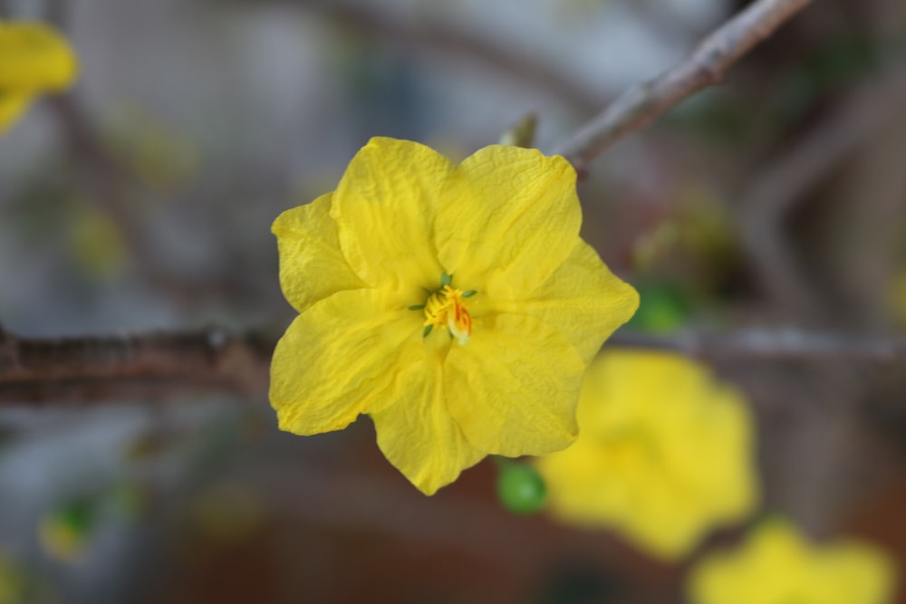a close up of a yellow flower on a branch