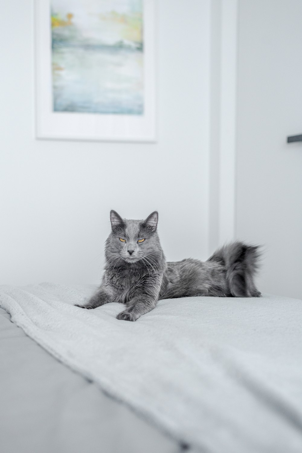 a gray cat laying on top of a bed