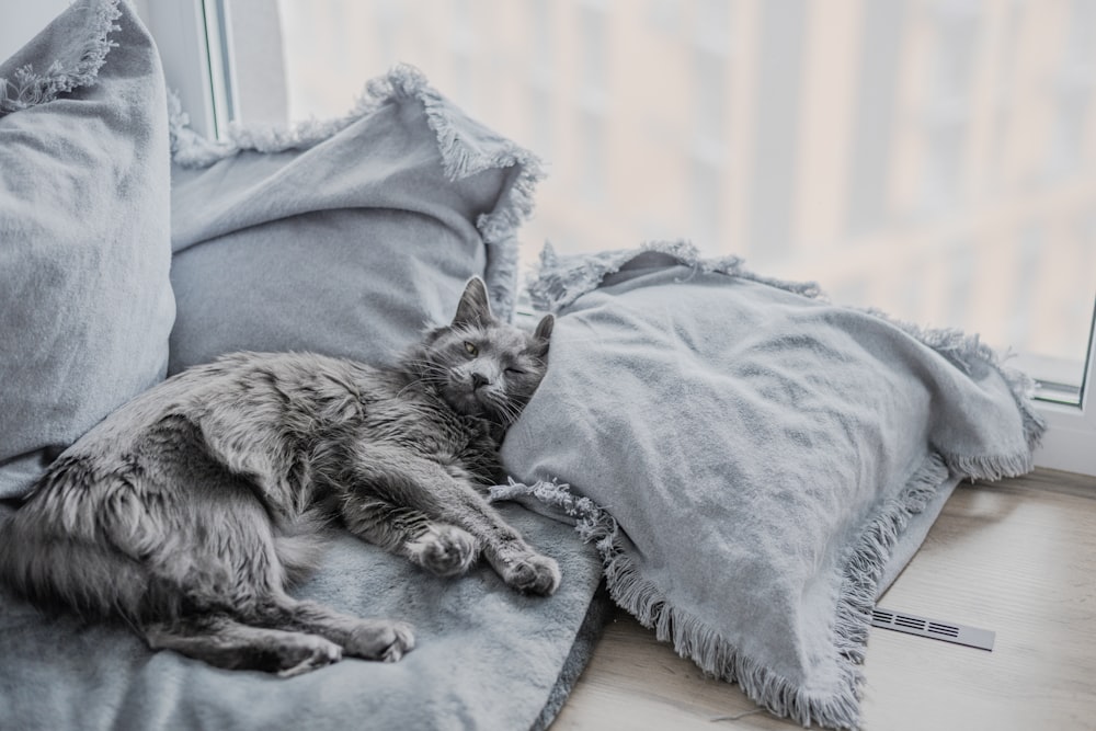 um gato deitado em cima de uma cama ao lado de uma janela