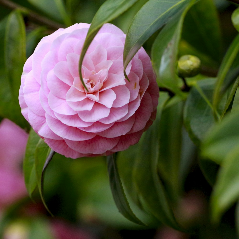 a pink flower is blooming on a tree