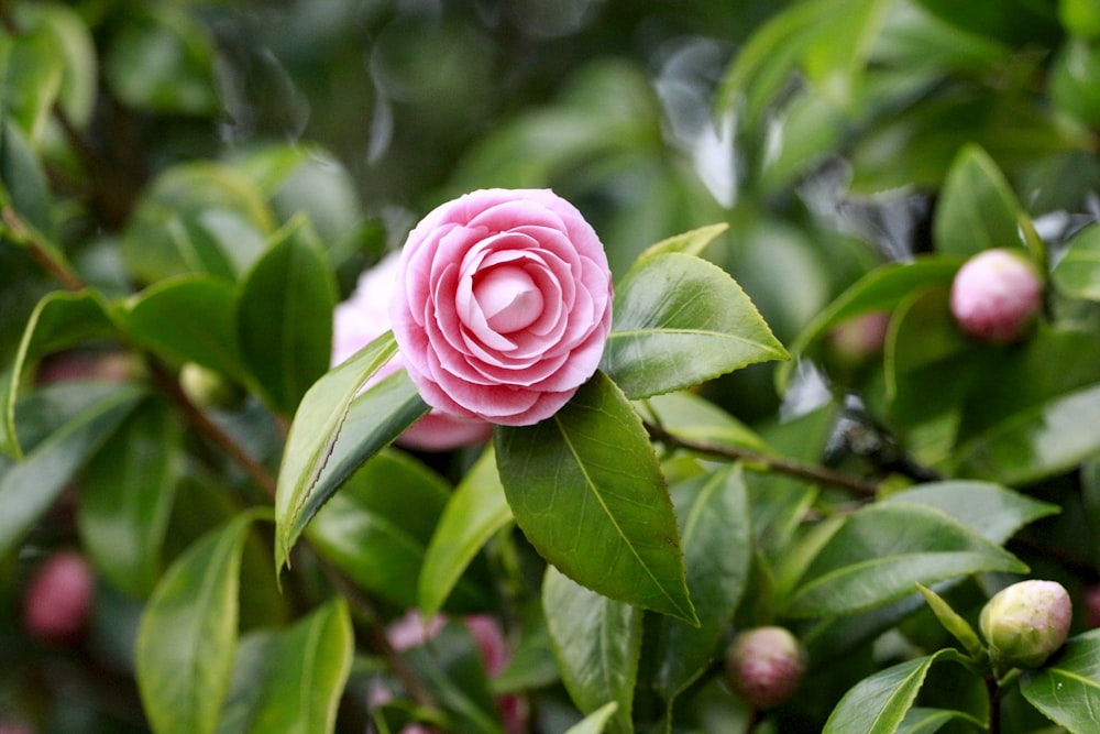 a pink flower is growing on a tree