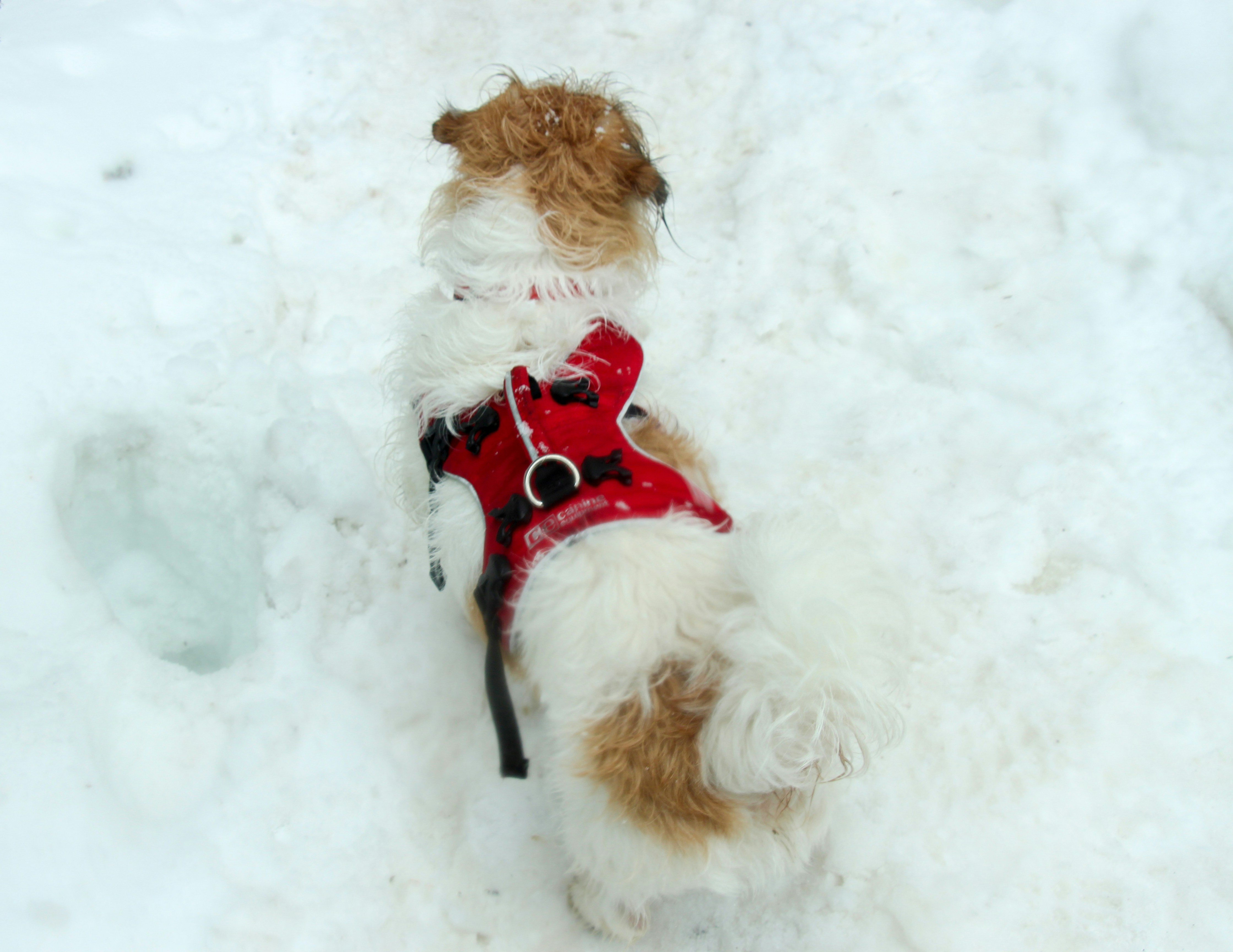 A dog walking in the snow on the Heather Lake Trail