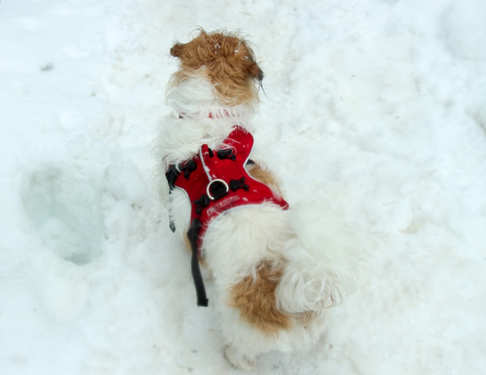 a brown and white dog standing in the snow