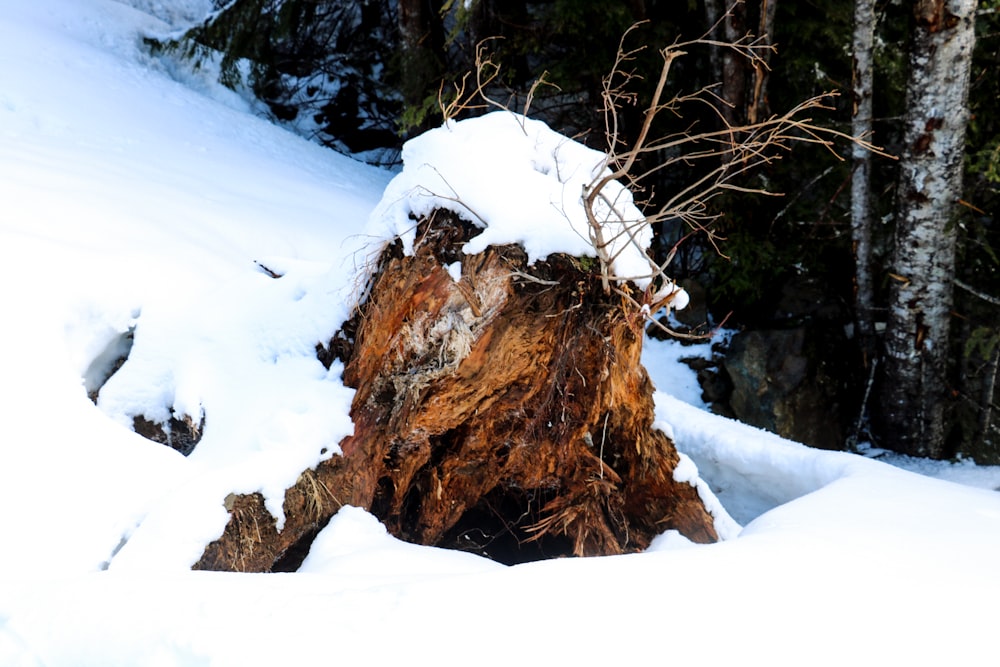 a tree stump in the middle of a snowy forest