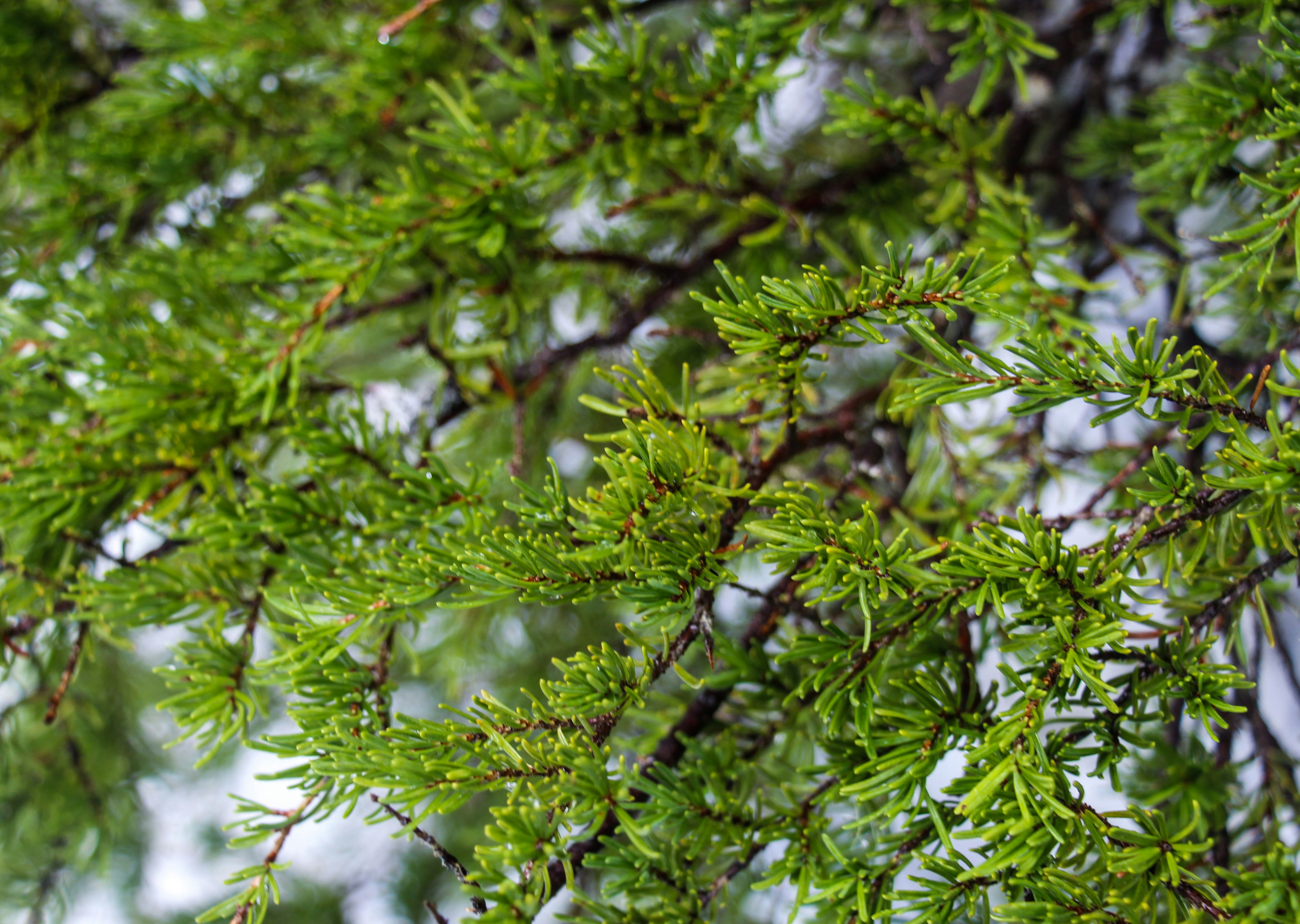 Photo by zoshuacolah