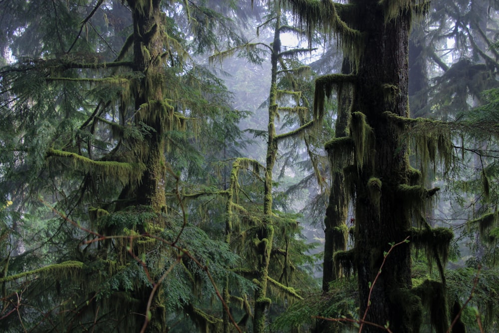 Ein Wald mit vielen grünen Bäumen, die mit Moos bedeckt sind