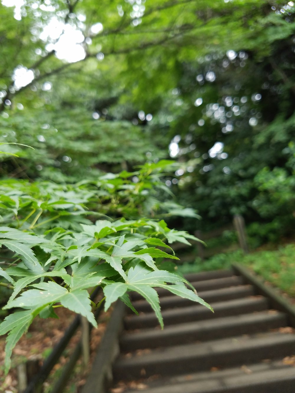 a bunch of plants that are on some steps