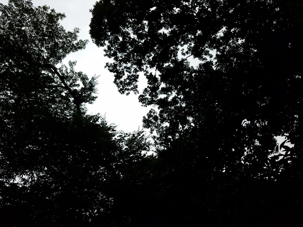 una foto in bianco e nero di alcuni alberi