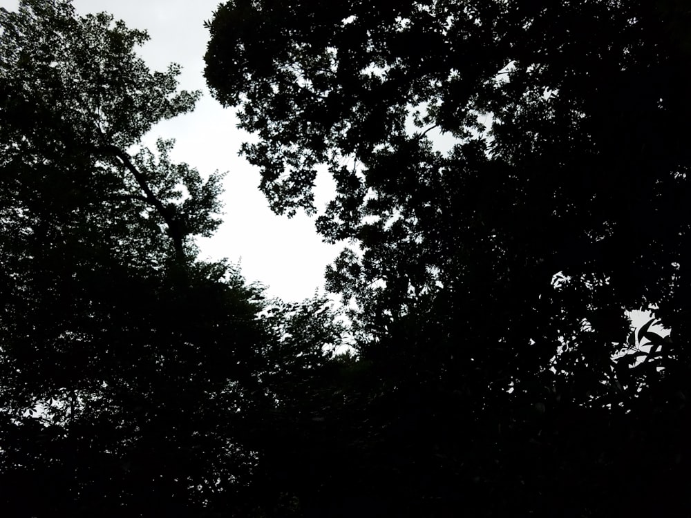 a black and white photo of some trees