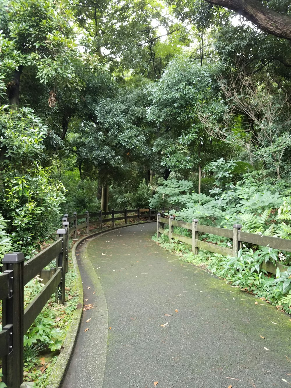 a path in the middle of a lush green forest