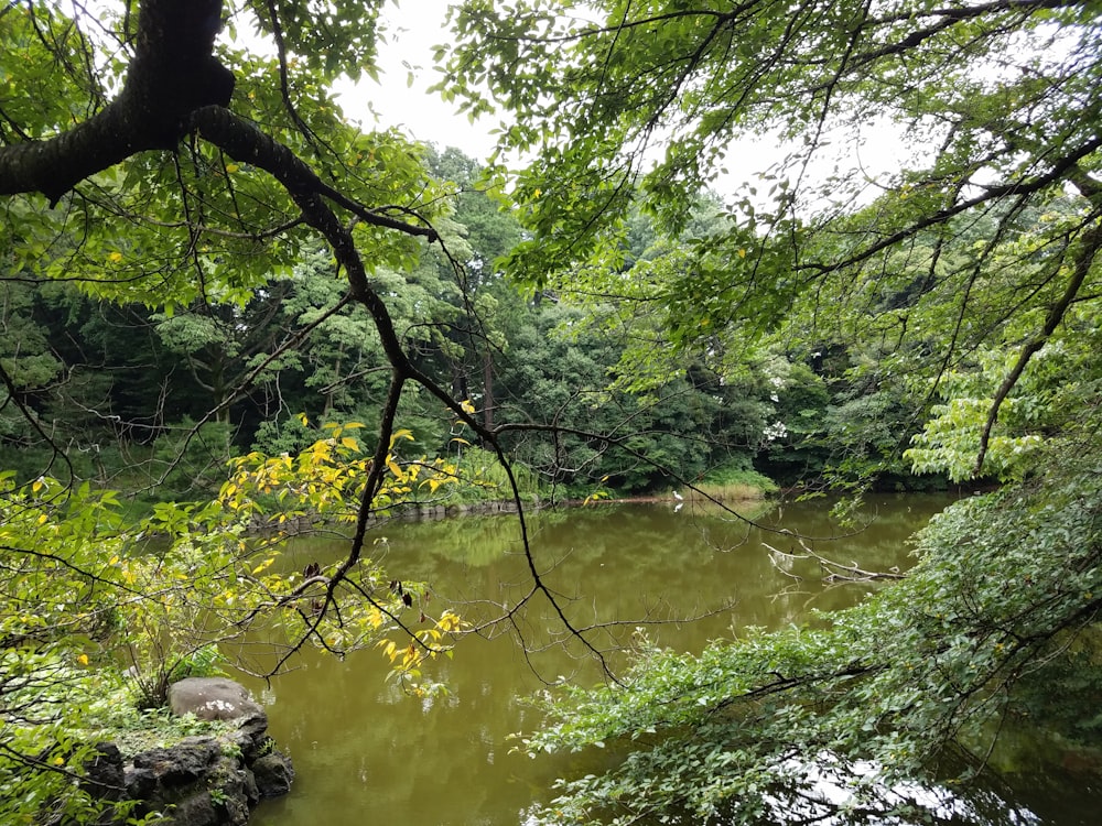 un plan d’eau entouré d’arbres et de rochers