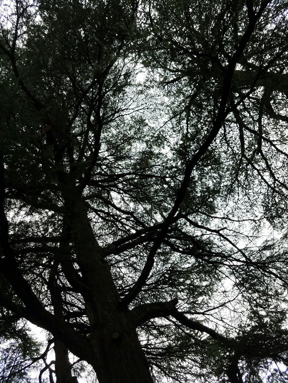 looking up at the branches of a large tree