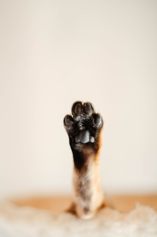 a close up of a dog's paw on a table