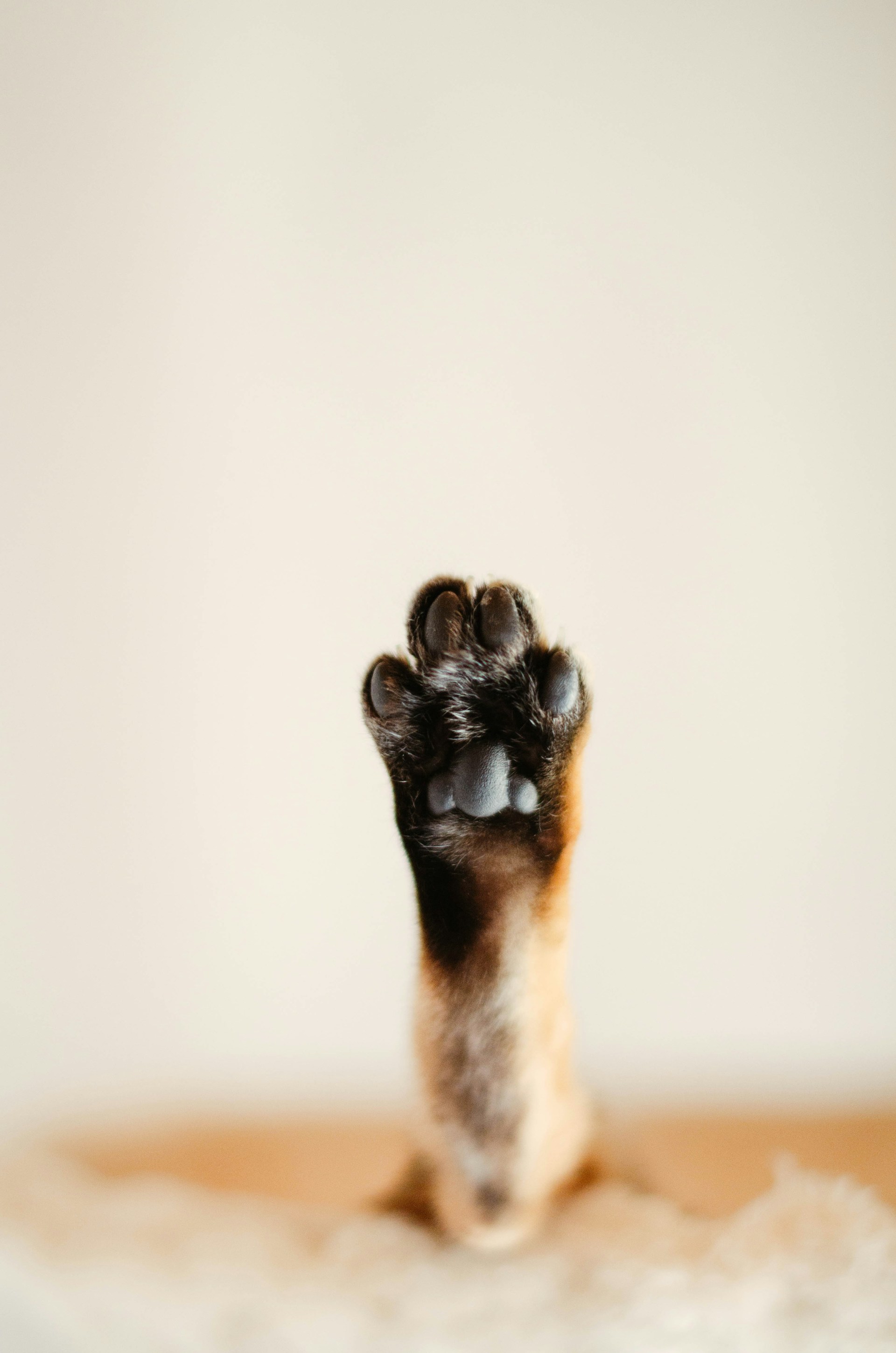 a close up of a dog's paw on a table