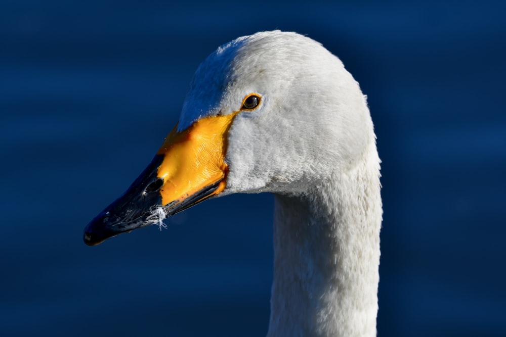 a close up of a white swan with a yellow beak