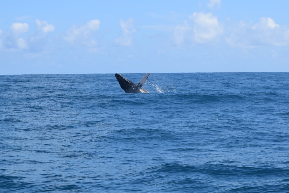 a humpback whale dives out of the water