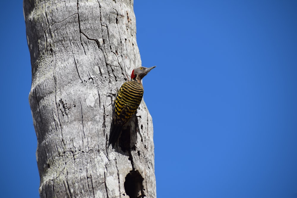 a bird is perched on the side of a tree