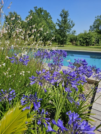 a wooden deck next to a pool surrounded by purple flowers
