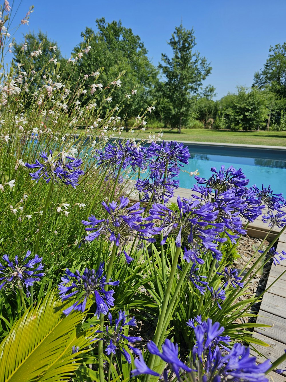 a wooden deck next to a pool surrounded by purple flowers