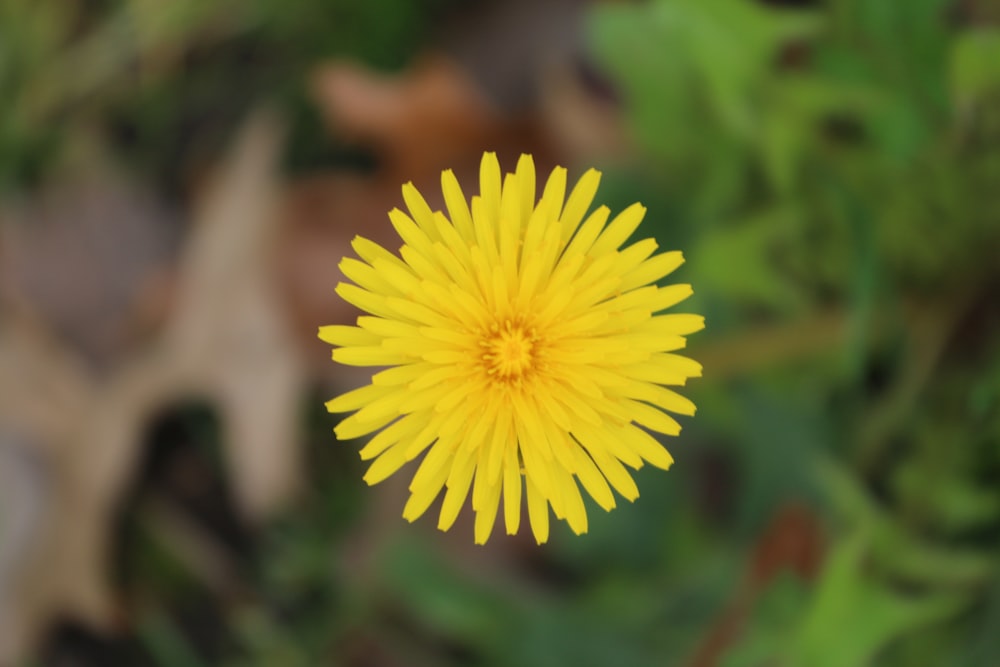 Un primer plano de una flor amarilla en un campo