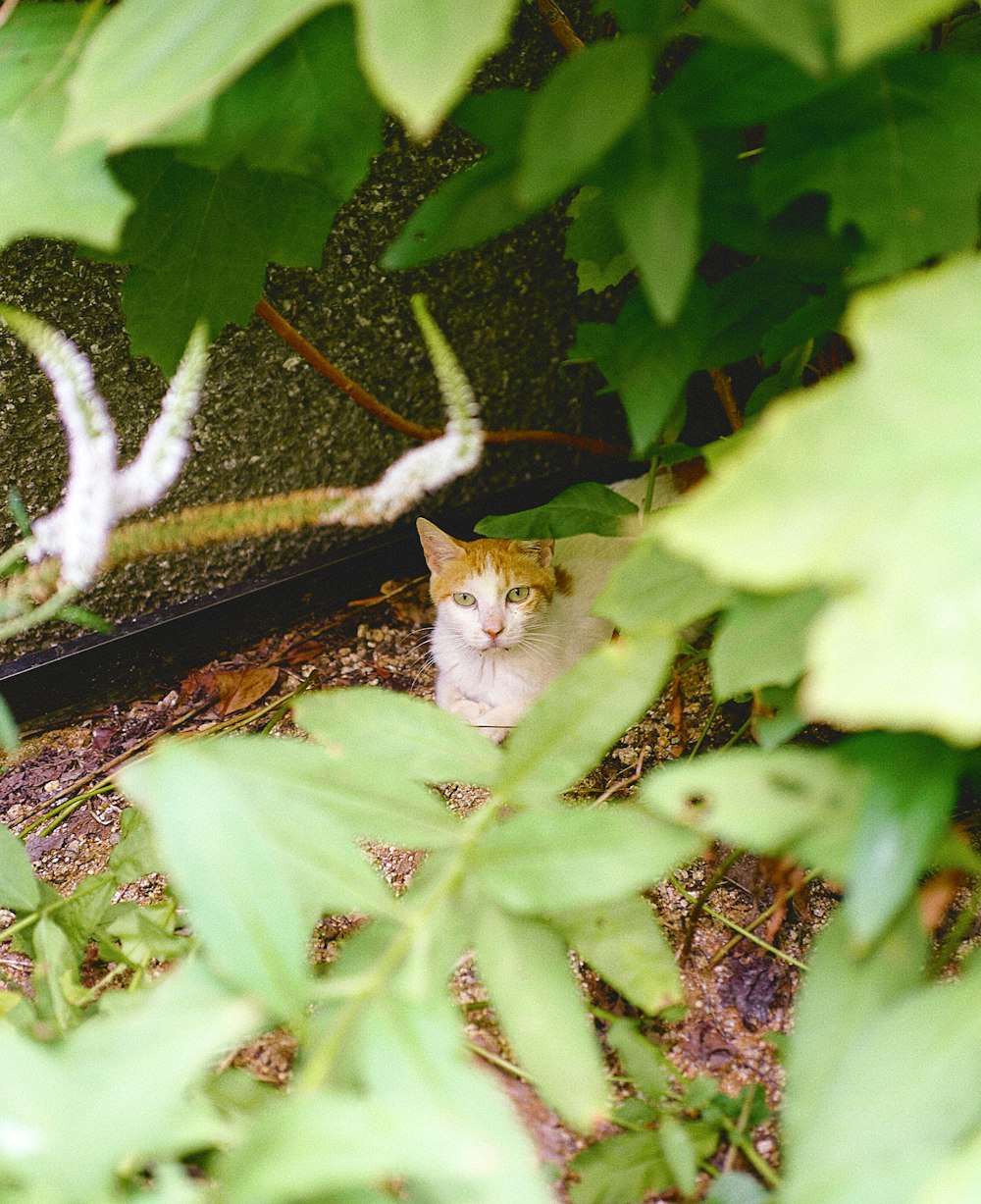 a cat sitting in the shade of a tree