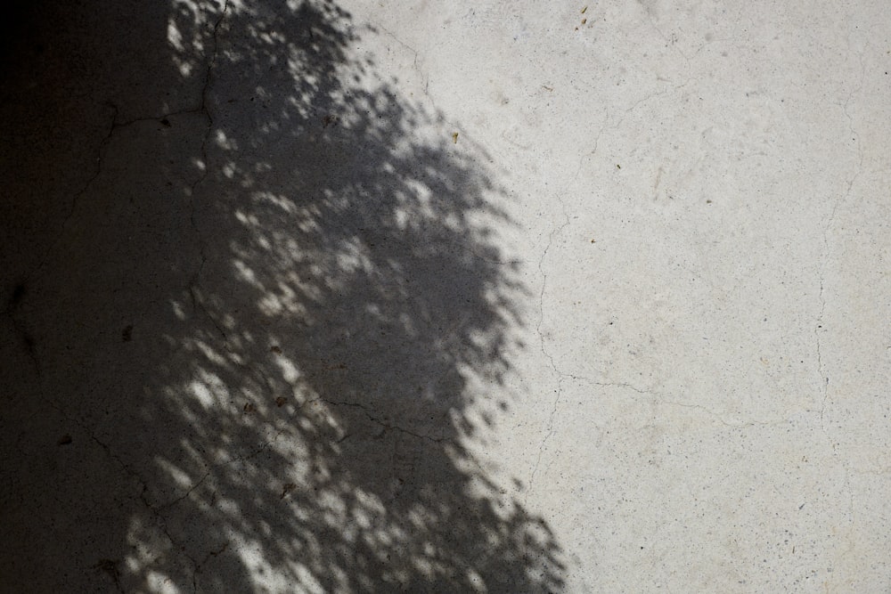 a shadow of a tree on a wall