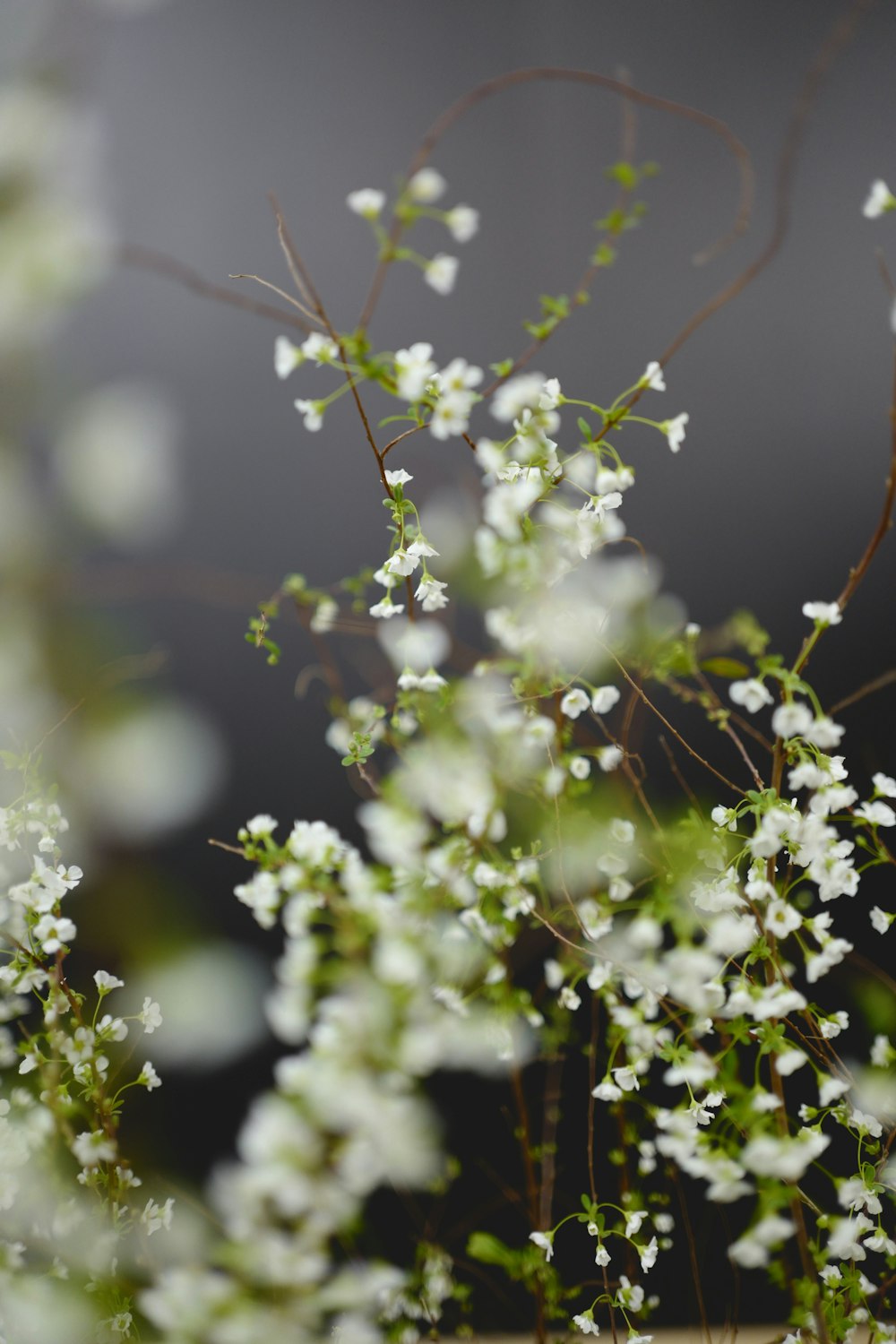 a close up of a bunch of white flowers