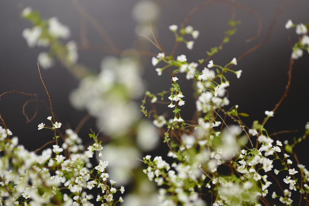 a close up of a bunch of white flowers