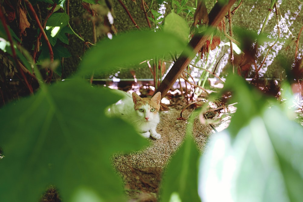 a cat sitting in the shade of a tree