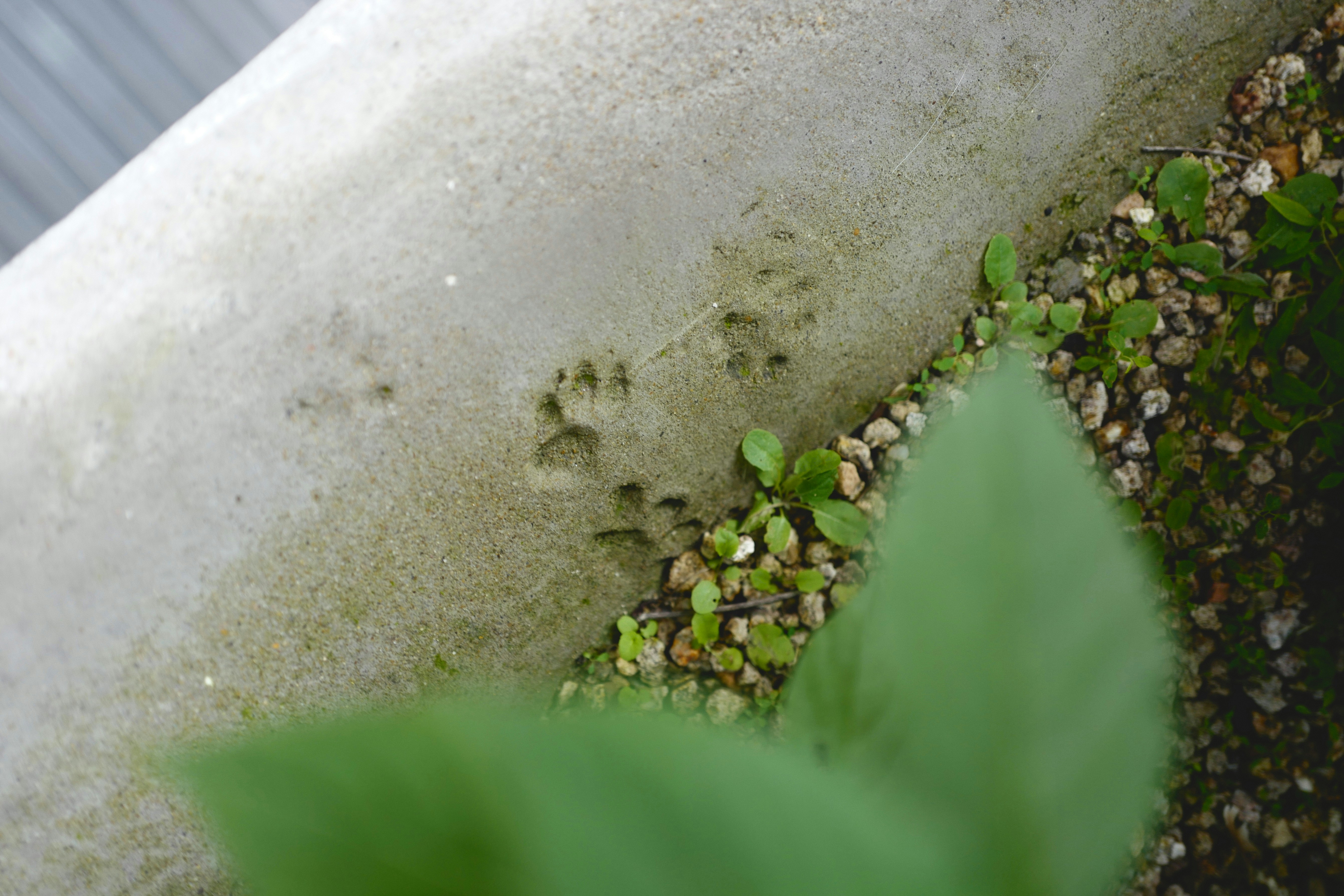 a plant growing out of a cement wall