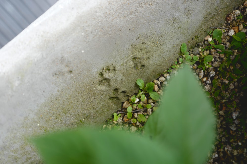 a plant growing out of a cement wall